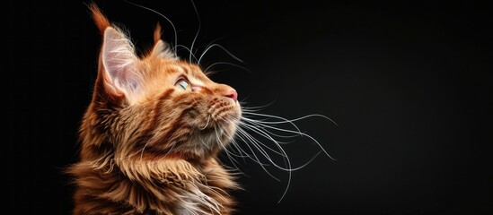 Poster - Beautiful red Maine Coon cat groomed in a pet beauty salon against a black copy space image.