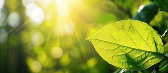 Poster - Close-up view of a green leaf under sunlight, with natural green plants in the background, ideal for a copy space image.