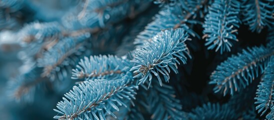 Poster - Close-up of fluffy blue spruce branch with selective focus for Christmas tree background, providing a copy space image.