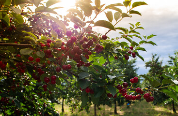 Wall Mural - Ripening cherries on orchard tree