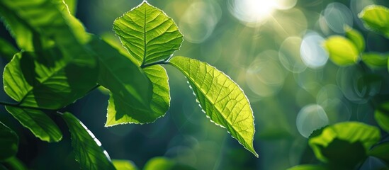 Wall Mural - Close-up view of a green leaf under sunlight, with natural green plants in the background, ideal for a copy space image.