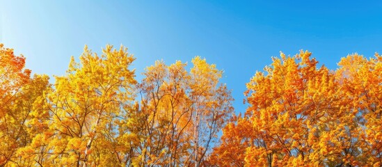 Poster - Autumnal golden treetops contrast beautifully with the vibrant tree canopy under a clear blue sky, creating an ideal copy space image.