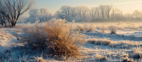Aufkleber - An early morning scene featuring frost-covered dry bushes and grass in the countryside with plenty of room for additional elements in the image.