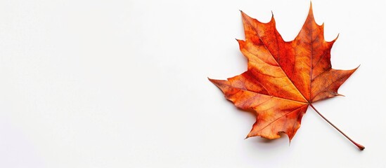 Poster - Fallen maple leaf on a white background, perfect as a copy space image.