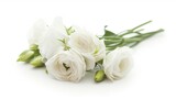 White lisianthus flowers isolated on a white background