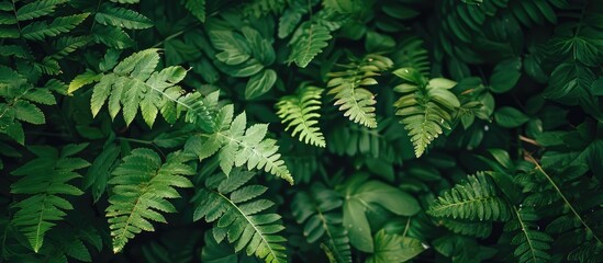 Lush green fern leaves in an outdoor garden setting, creating a natural plant background suitable for botany subjects with available copy space image.