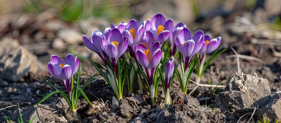 Wall Mural - Spring Crocus flowers blooming, suitable for a postcard with copy space image.