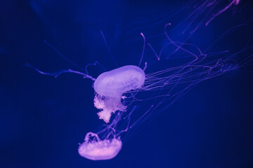 Wall Mural - underwater photos of jellyfish chrysaora quinquecirrha jellyfish the atlantic sea nettle