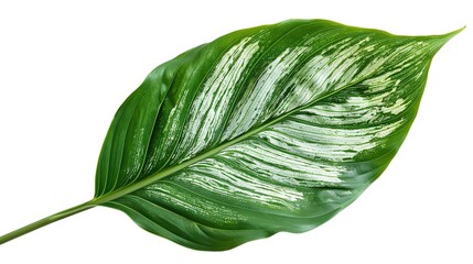 Poster - Green Leaf with White Stripes Isolated