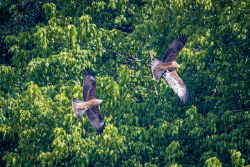 Poster - eaglea in flight