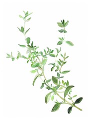 Wall Mural - Watercolor Painting of Thyme Herb on White Background: Simplicity and Nature