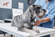© Seventyfour - Side view of gray standard schnauzer dog lying on examination table while female veterinarian in blue scrubs listening to heart with stethoscope in clinic