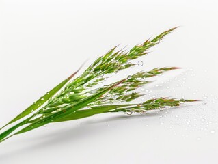 Wall Mural - green wheat ears