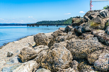 Wall Mural - Dash Point Shoreline Pier