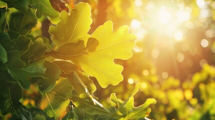 Wall Mural - Sunlight Illuminating Oak Leaves