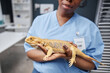 © Seventyfour - Side view of full-grown bearded dragon after medical treatment lying in hands of female reptile specialist of Black ethnicity in blue uniform in vet office, copy space