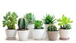 © ปฏิภาน ผดุงรัตน์ - small indoor plants , various cactus and succulent plants in pot. isolated on white or transparent PNG