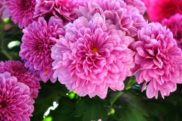 pink chrysanthemum flowers