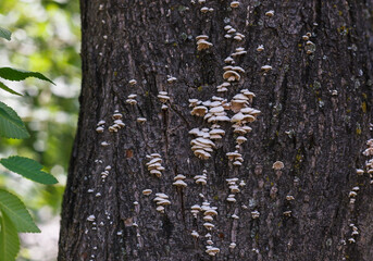 a tree trunk with small mushrooms on the bark