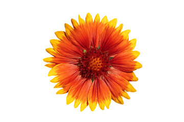 Wall Mural - Beautiful gaillardia flower isolated on white background