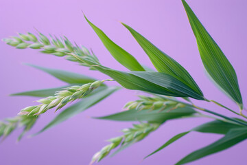 Wall Mural - Close Up of Green Bamboo Leaves and Buds on a Purple Background