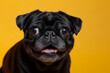 © jazzi - portrait of pug