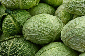 Wall Mural - cabbage savoy kale green openwork green leaves many round fruits close-up vegetable base