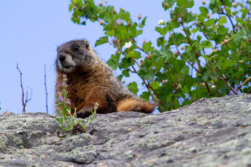 marmot