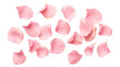 © hamad - Set of pink rose petals transparent background.