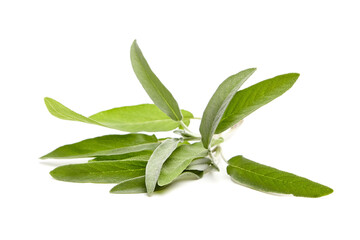 Poster - Close-up of fresh sage leaves, spread out against a white background, showcasing their vibrant green color and texture, perfect for culinary and herbal applications