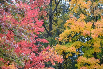 Wall Mural - A group of trees with changing colors of leaves clustered closely together, Changing colors of leaves on trees