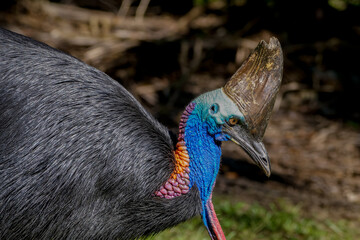 Wall Mural - Portrait of a southern cassowary (Casuarius casuarius)