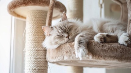 Poster - Fluffy cat lounging inside a multi-level cat tree, enjoying a peaceful nap.