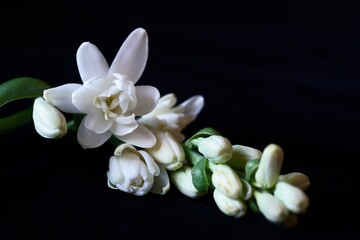 The splendor and the delicacy of tuberose flowers or agave amica; Polianthes Tuberosa; closeup photography