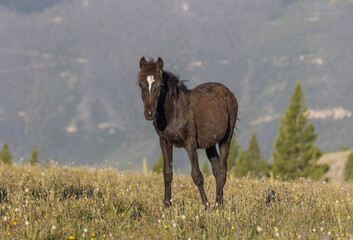 Wall Mural - Wild Horse in Summer in the Pryor Mountains Montana