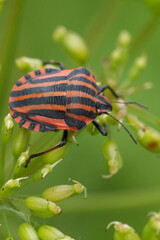 Wall Mural - Vertical closeup on the colorful black and red striped shieldbug, Graphosoma italicum