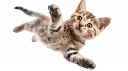 Tabby kitten hanging upside down with curious expression