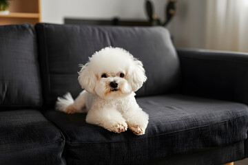 Wall Mural - Adorable bichon frise sitting peacefully on sleek black couch at home.