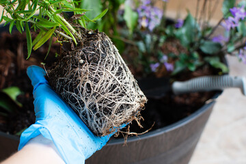 Ready to plant a plant. seedling with developed roots. Repotting a plant with tight roots. Root bound plant