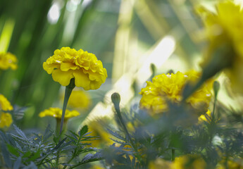 yellow flowers in spring