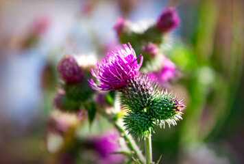 Wall Mural - Flowering prickly thistle on the summer field