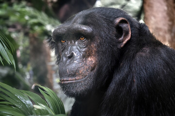 Wall Mural - chimpanzee (pan troglodytes) in natural habitat