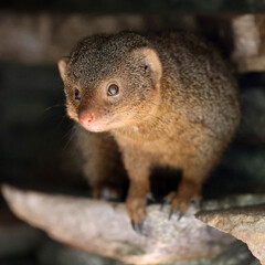 Wall Mural - mongoose (helogale parvula) close up view