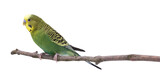 Bright parrot on tree branch against white background. Exotic pet
