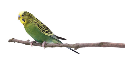 Poster - Bright parrot on tree branch against white background. Exotic pet