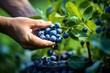 © MahmudulHassan - Hand picking Blueberry from Blueberry orchard