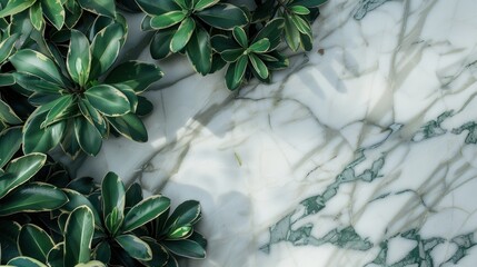 Wall Mural - Green leaves on a marble background.