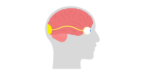 Sticker - Optic nerve anatomy