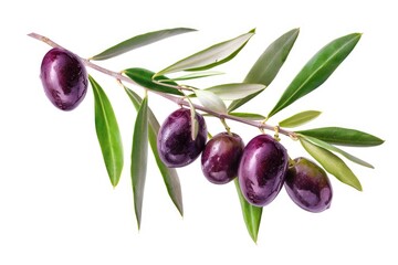 Wall Mural - A close-up shot of an olive branch with green leaves on a white background, suitable for use in designs related to nature, wellness, and personal growth