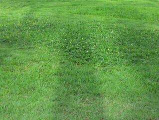 green grass background